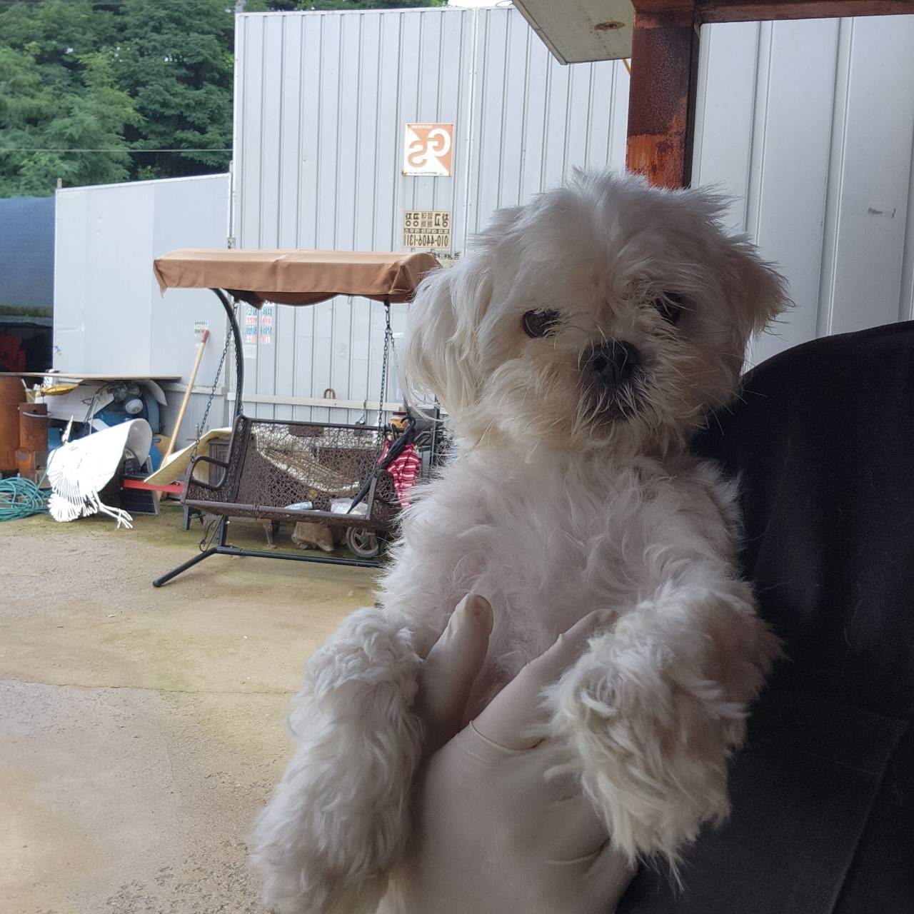 한국야생동물보호협회_441402202300364